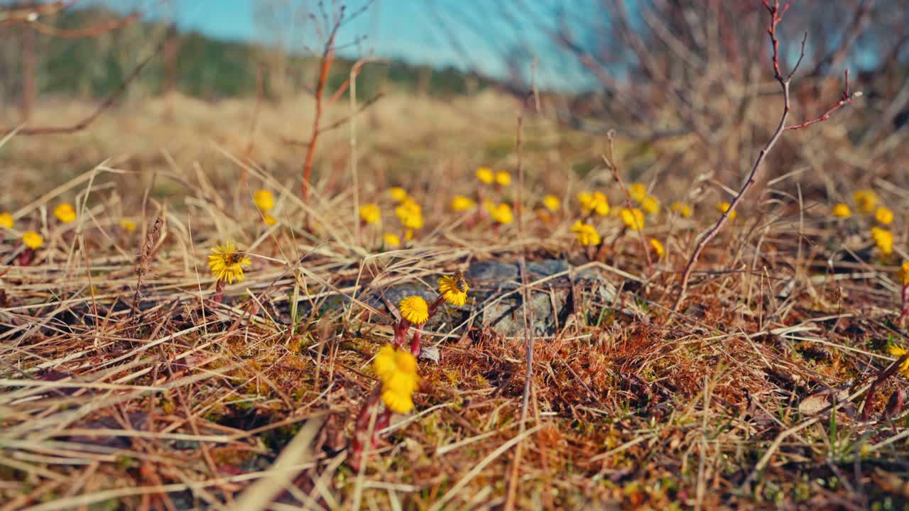 Bees Buzz Among Early Blooming Coltsfoot Flowers, Bringing Life to the Dry Spring Meadow - Defocused Shot