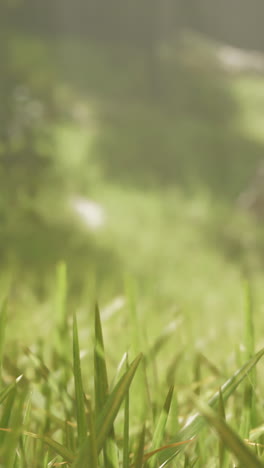 close up of green grass blades