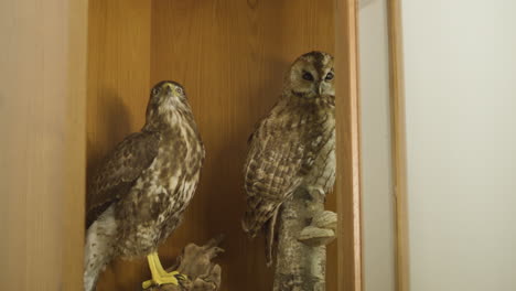 taxidermy dead stuffed falcon and owl birds of prey on shelf in house