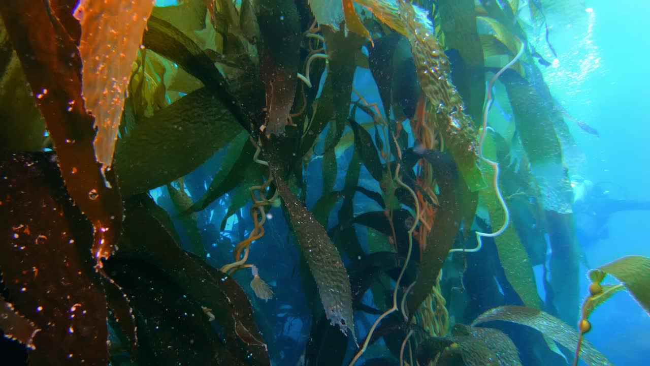 Uma deslumbrante e misteriosa floresta de kelp contém a diversidade da vida marinha.
