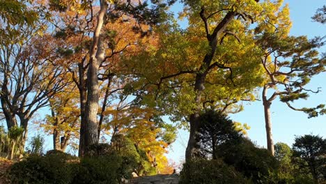 couple is going for a walk in a park, passing by beautiful tree with yellow leaves