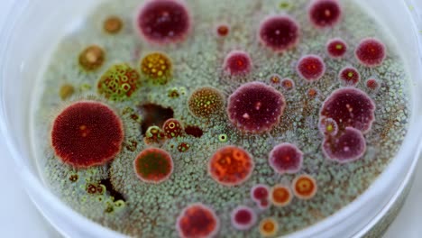 microbial cultures