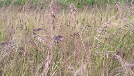 Grass-gently-blowing-grass-in-a-breeze,-green,-brown,-seed-pod