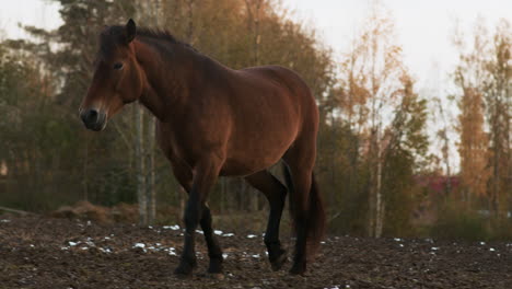 Brown-and-white-horses-walking