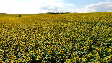 cinematic landscape of sunflower fields in summer