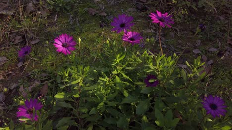 Purple-Daisies-in-Lush-Green-Park,-Handheld-Closeup-Moving-Forward