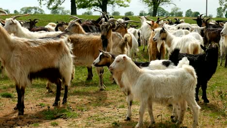 cabra divertida en la granja. rebaño de cabras en el pasto de la naturaleza. vida silvestre y ecología.