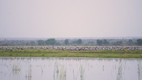 Ein-Riesiger-Schwarm-Jungfernkraniche-Oder-Grus-Jungfrau--Oder-Koonj-Vögel,-Die-Abends-Auf-Dem-Boden-über-Einem-Fluss-In-Gwalior,-Madhya-Pradesh,-Indien,-Sitzen