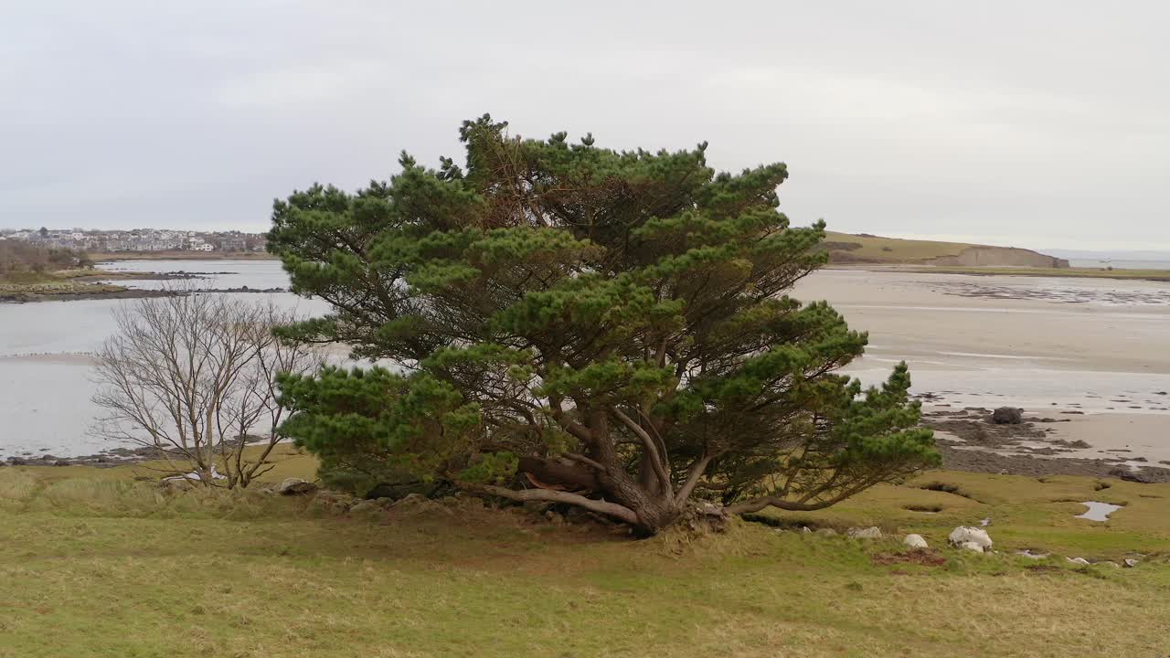 A tree near the water under an overcast sky, a blend of natural beauty and moodiness, aerial orbit