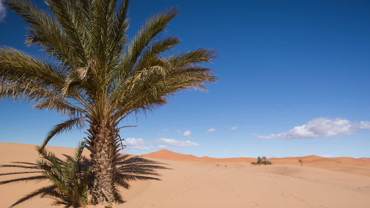 мерзуга пальма 02