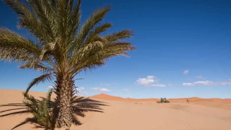 Merzouga-Palm-02