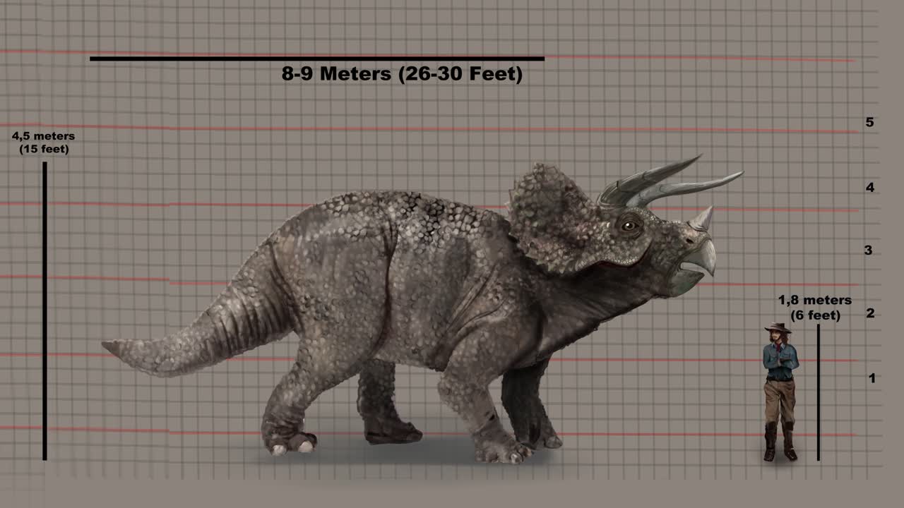 키 비교 - 키 차트에서 트라이세라 ⁇ 스와 인간 대비