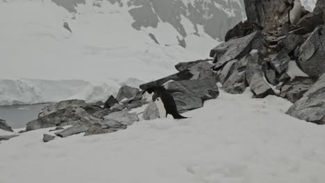 penguin walks and hops on top of rock with a beautiful snowy and icy background mountain