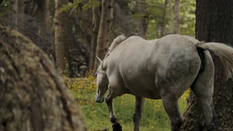 Primer-Plano-De-Un-Caballo-Salvaje-Caminando-Por-El-Bosque-En-La-Patagonia,-Argentina