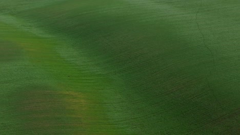 Toma-Aérea-De-Vibrantes-Campos-Agrícolas-Verdes-De-Cerca,-En-El-Campo-En-Un-Día-Soleado-De-Primavera