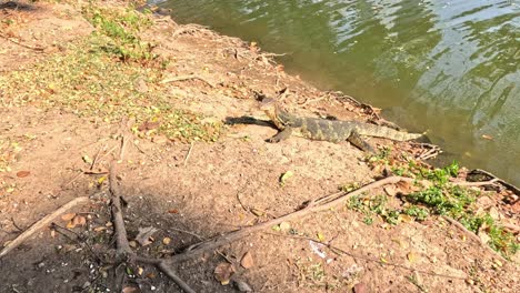 monitor lagarto caminando a lo largo de una orilla del río