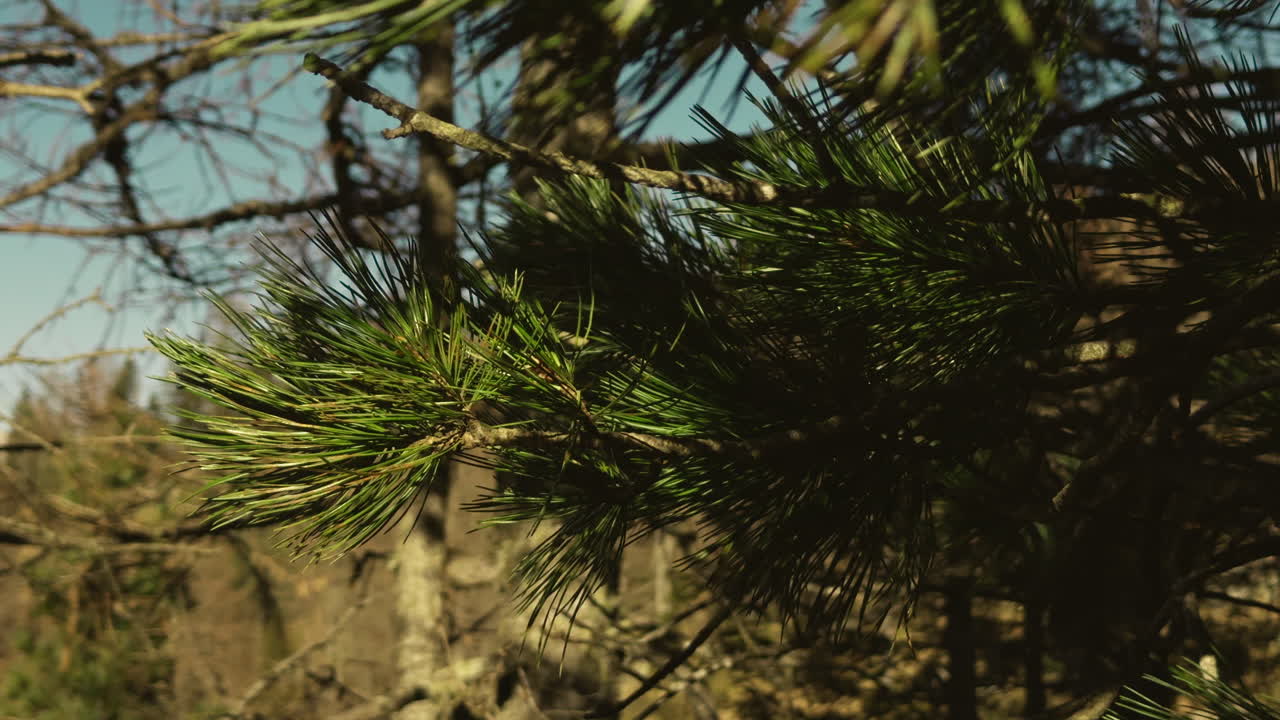 Pine Tree Branch Close-up