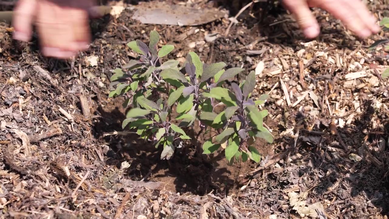 Mannlige hender planter en ung Salvia officinalis-plante i jord med barkdekke for vannbevaring.
