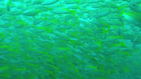 Fish-flock,-yellow-tail-fish