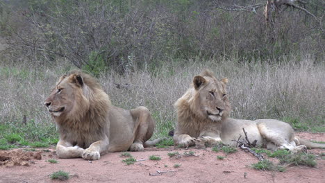 Leones-Machos-Jóvenes-Tumbados-En-La-Sabana-Africana