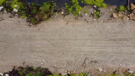 Post-fire-recovery-from-wildfire-in-Quebec,-Canada