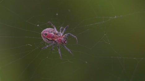 una araña versicolor alpaida en su red alimentándose de una presa