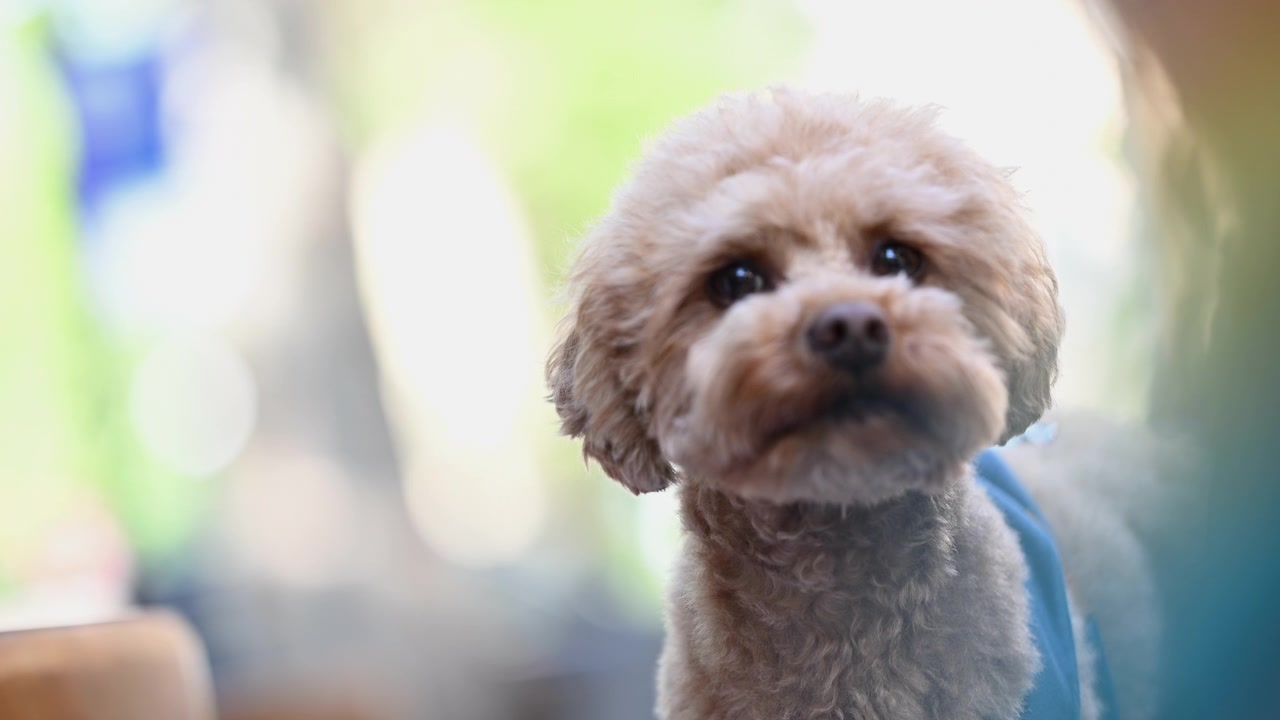 Piccolo cane dal pelo riccio che indossa una pettorina blu, si guarda intorno seduto su una sedia.