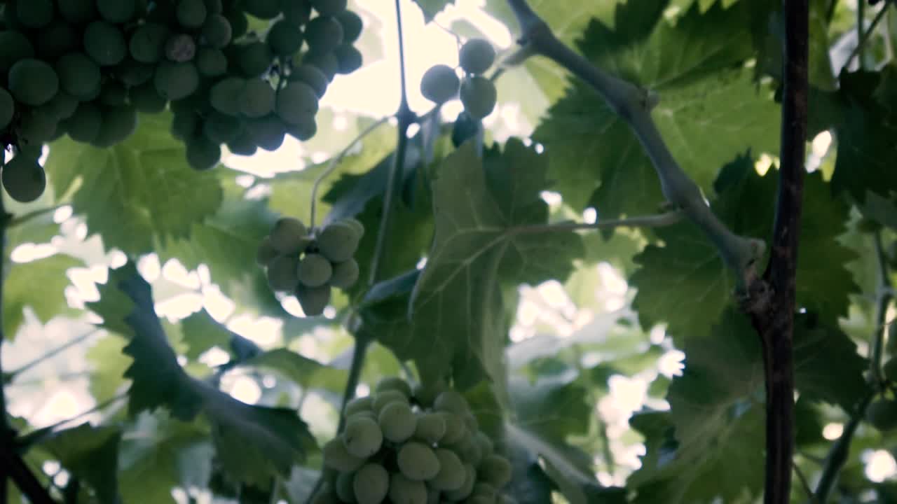 느린 동작으로 촬영, 유기농 포도 나무, 잎 및 미성숙 녹색 포도 칠레