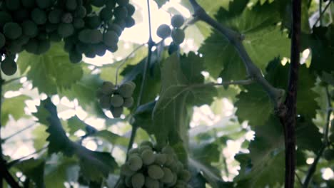 filmado en cámara lenta, árbol de uva orgánica, hoja y uvas verdes inmaduras en chile