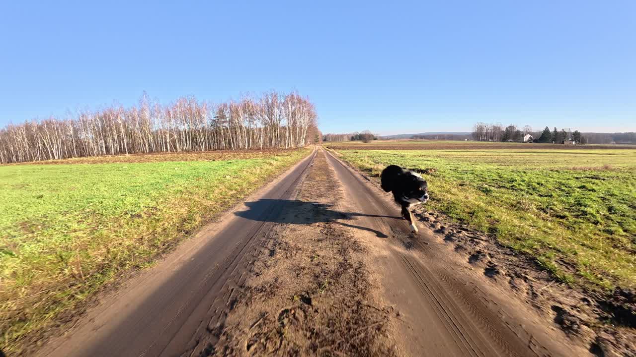 Vista al rallentatore da una telecamera montata su un'auto che mostra un Border Collie che corre lungo una strada rurale, proiettando una lunga ombra tra betulle spoglie nel tardo autunno