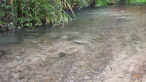 Trucha-Arco-Iris-Activa-En-Lecho-De-Desove-En-Un-Río-Que-Fluye-Claro