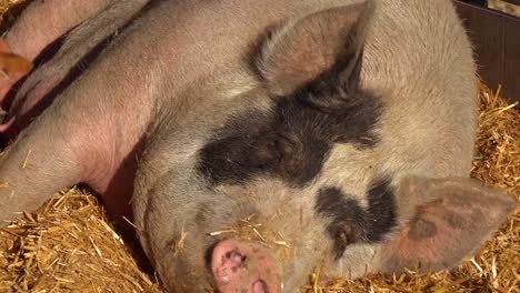 Babyferkel-Säugen-Milch-Von-Einer-Mutterschweinbrust-In-Dieser-Süßen-Tier-Scheunenhof-Szene-1