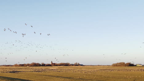 Flock-of-birds