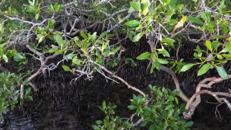 mangrove trees and water in nambucca, nsw