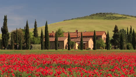 A-beautiful-field-of-poppies-in-the-Val-d'Orcia-in-Tuscany,-Italy