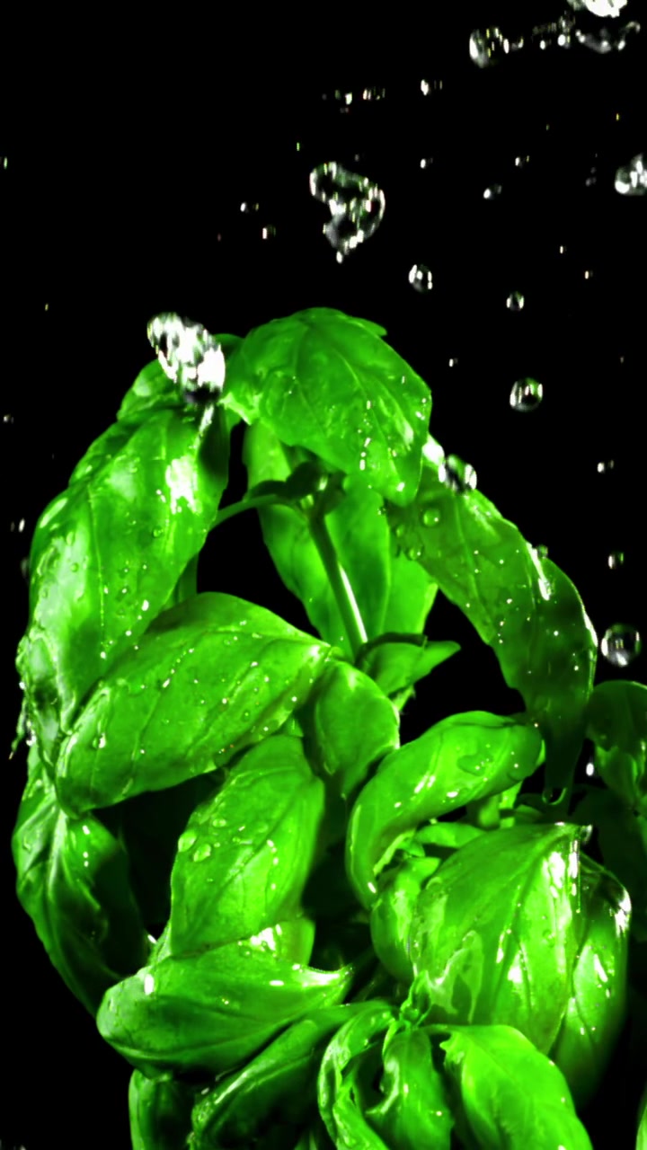 Foglie fresche di basilico verde con gocce d'acqua su sfondo nero