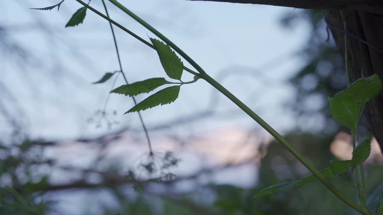 Close Up Shot Of Natural Wild Plant Growing In A Field Landscape During Sunset.