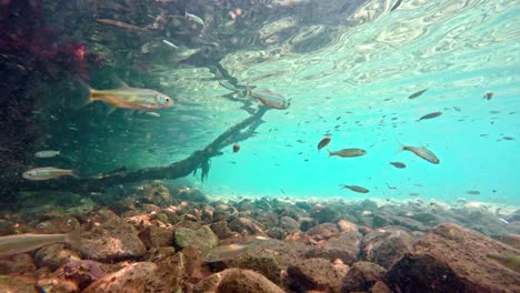 peces nadando en aguas poco profundas muy claras y transparentes