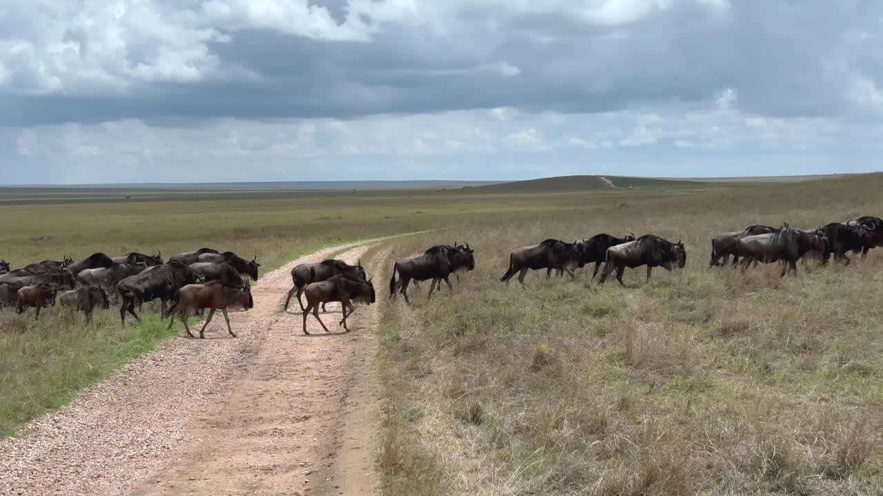 Blue wildebeest (Connochaetes taurinus) herd crossing the road during the Great Migration in Serengeti National Park, Tanzania.