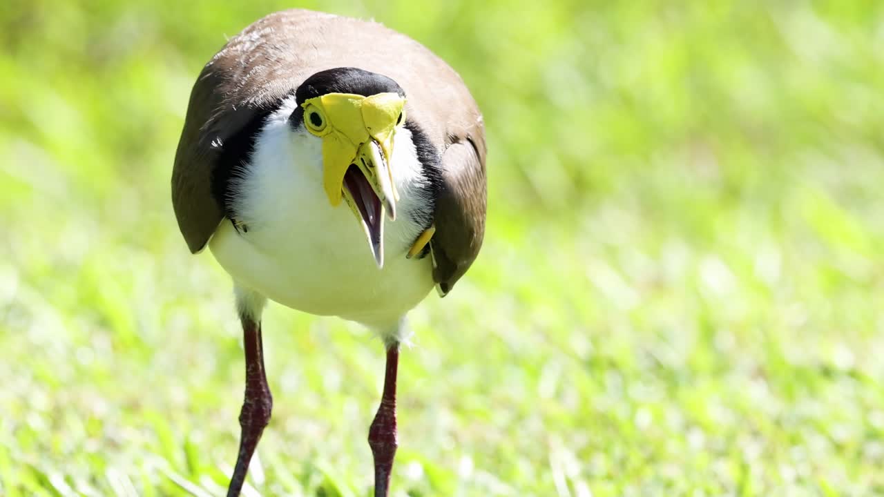 A bird with striking yellow facial markings stands alert on vibrant green grass.