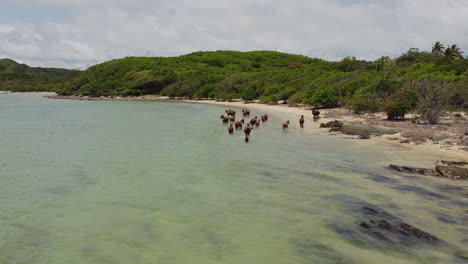 small herd of wild horses in shallow water, north coast, new caledonia