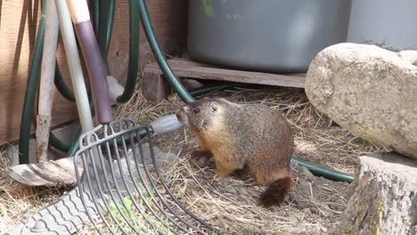 linda ardilla terrestre marmota de vientre amarillo explora las herramientas de jardín de la granja