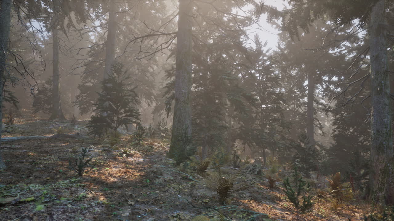 Misty Forest Sunlight