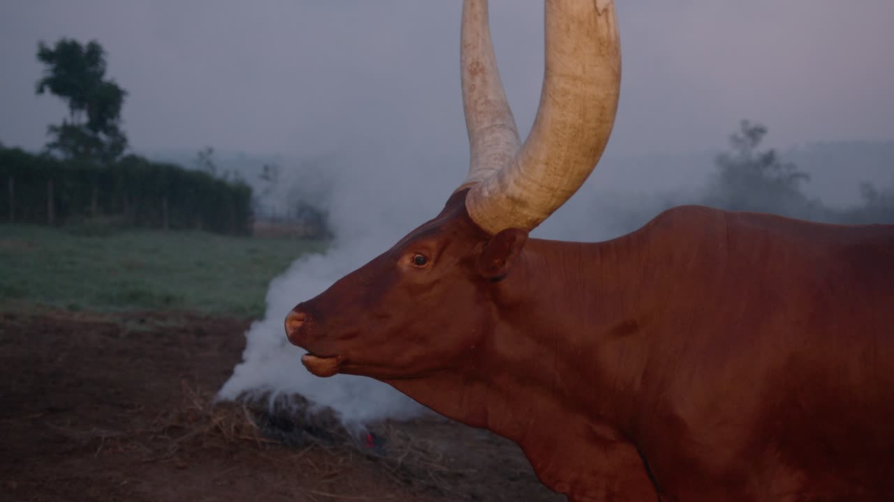 disparo medio de una vaca ankole watusi con cuernos grandes por la noche y humo detrás
