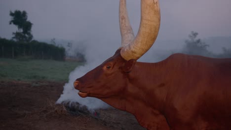 Plano-Medio-De-Una-Vaca-Ankole-Watusi-Con-Grandes-Cuernos-Por-La-Noche-Y-Humo-Detrás