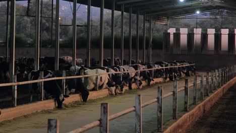 in turkey, middle east countries, cow care milking forage eating, farm life cow milk