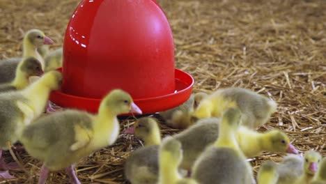 goslings drinking from automated water trough in indoor farm in spring