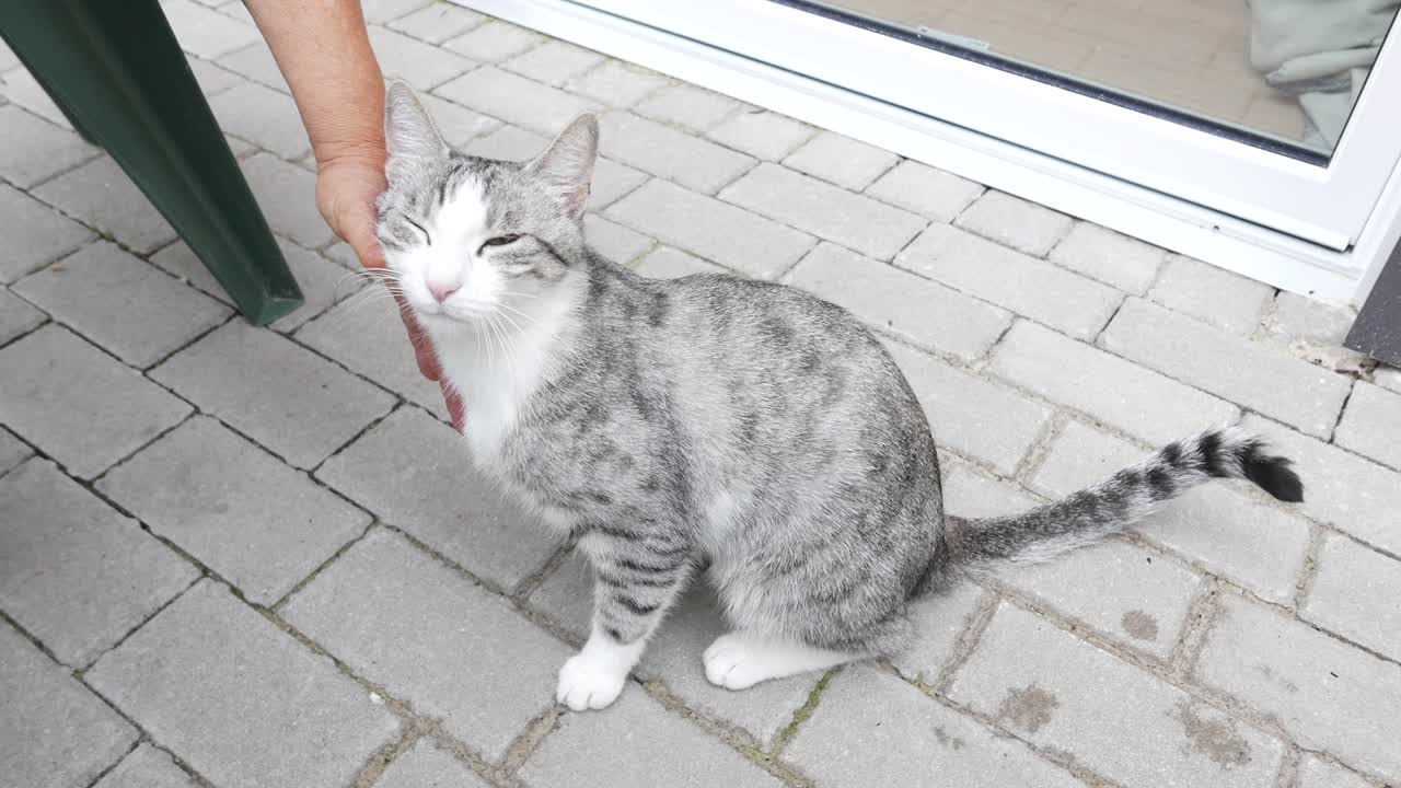 행복한 회색 고양이가 만져지고 있습니다.