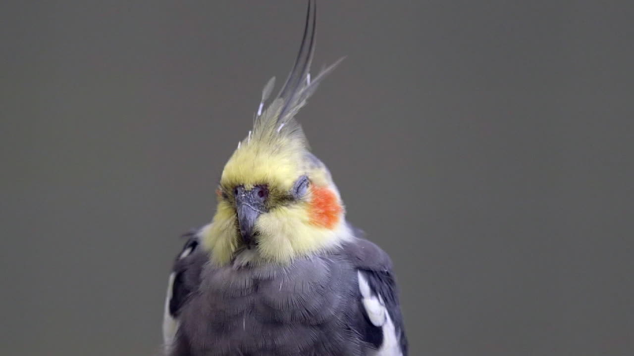 un hermoso y pequeño loro coakatiel durmiendo, fondo gris - cerrar