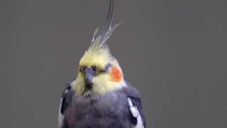 A-beautiful,-small-Coakatiel-Parrot-sleeping,-grey-background---Close-up